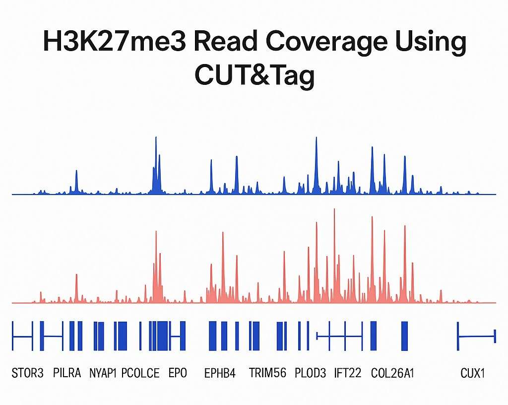 Genomic read coverage plot showing H3K27me3 histone modification data with two stacked tracks: blue peaks from published data and red peaks from CUT&Tag experiments, over gene annotations including STOR3, PILRA, EPHB4, and others.