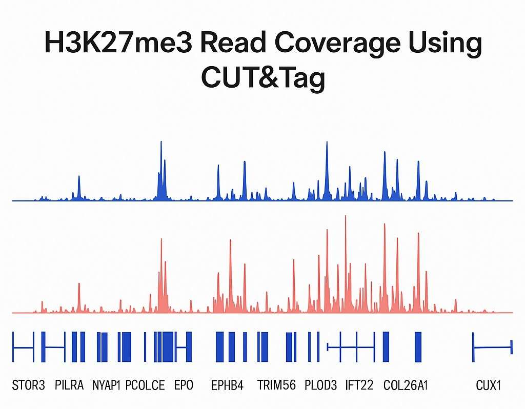H3K27me3 TSS heatmap showing CUT&Tag enrichment profile