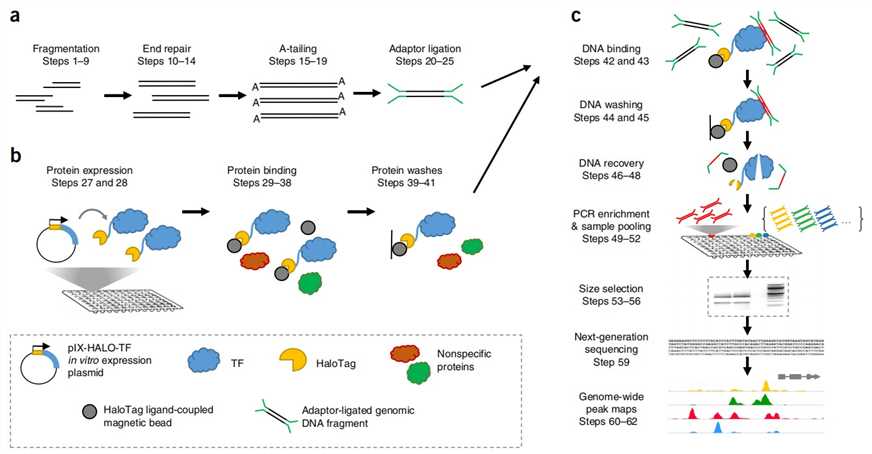 Fig 1. Experimental Procedure for DAP-seq (Anna Bartlett et al., 2017).