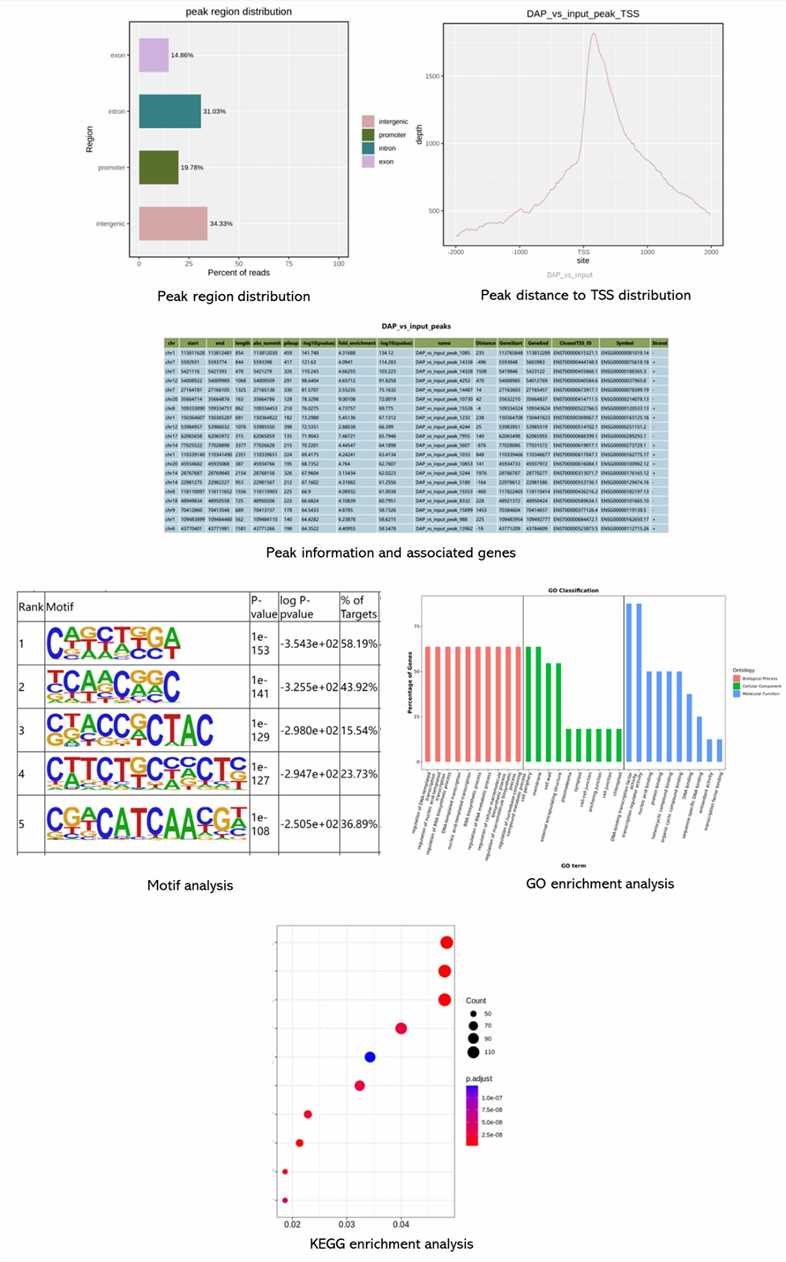 The DAP-seq Results Display Figure.