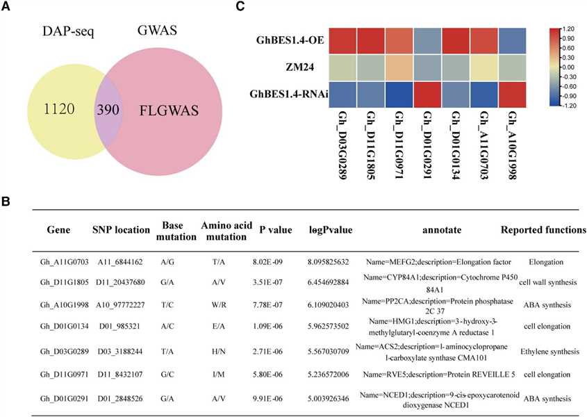 Figure 3. Integration of DAP-seq, RNA-seq, and GWAS for identifying target genes in GhBES1.4-mediated fiber elongation. (Liu et al., 2023)