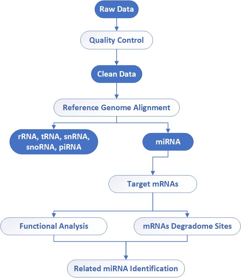 The Data Analysis Pipeline of Degradome Sequencing.
