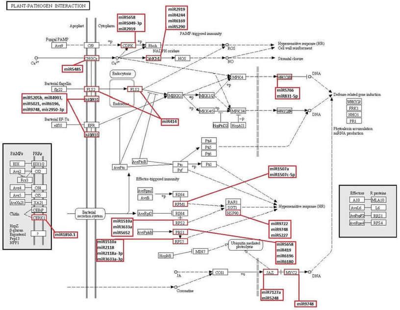 Figure 6. KEGG plant-pathogen interaction pathway highlighting novel and known miRNAs identified in this study that potentially target genes involved in this pathway. (Cakir et al., 2016)