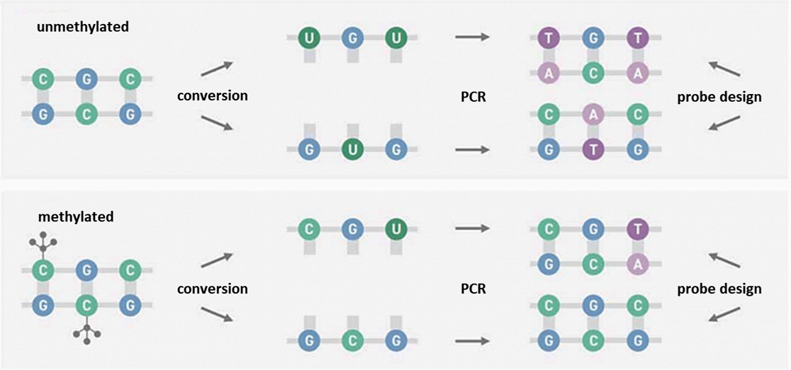 Methylation sequencing utilizes enzymatic or chemical approaches.