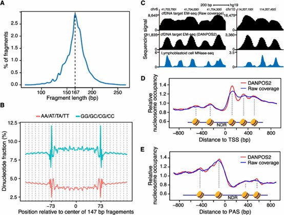 Nucleosome organization insights from targeted EM-seq of cfDNA. ( Li, Y. et al., 2024) 