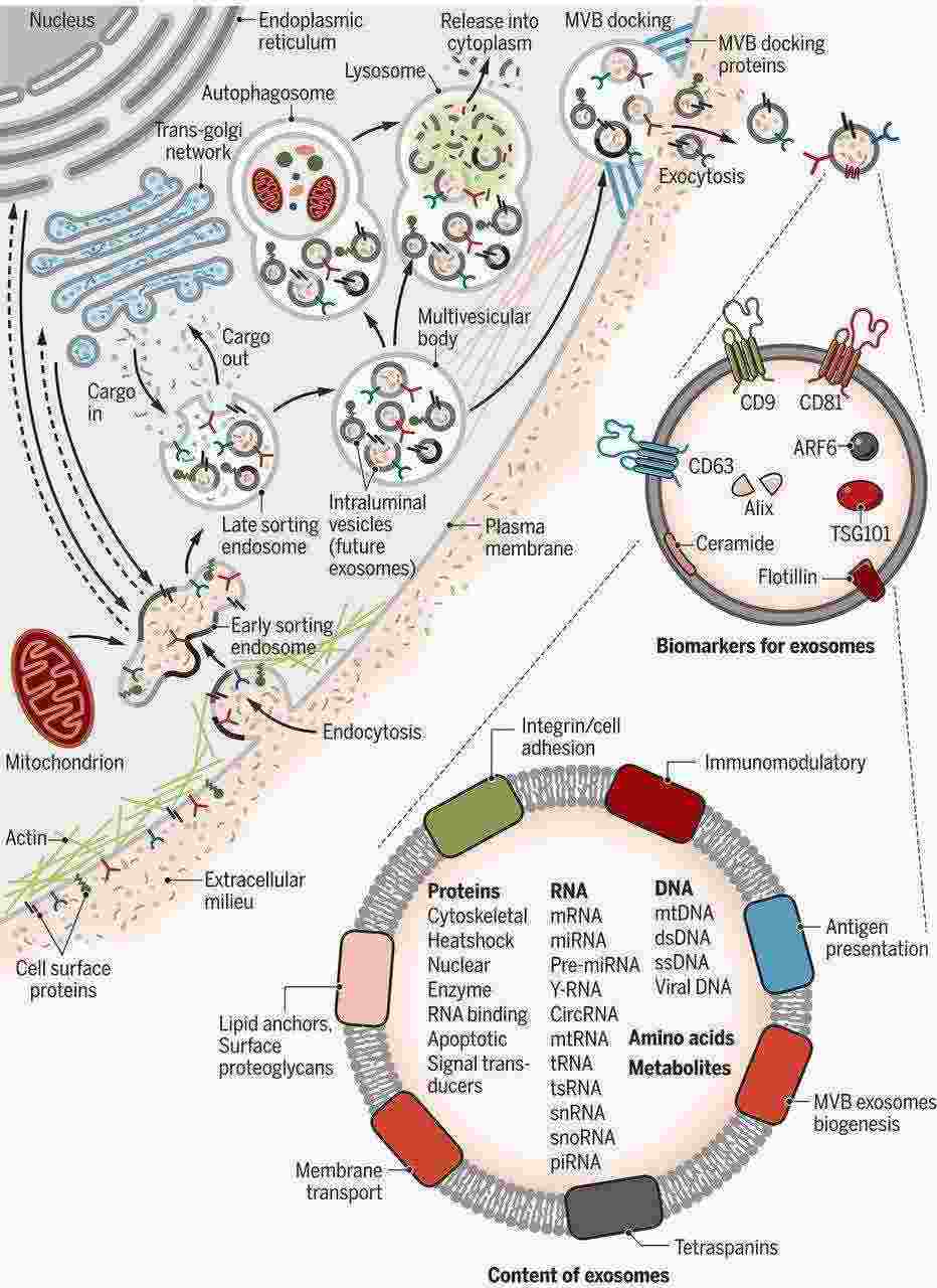 Figure 1. Exosome Biogenesis and Identification. (Kalluri et al., 2020)