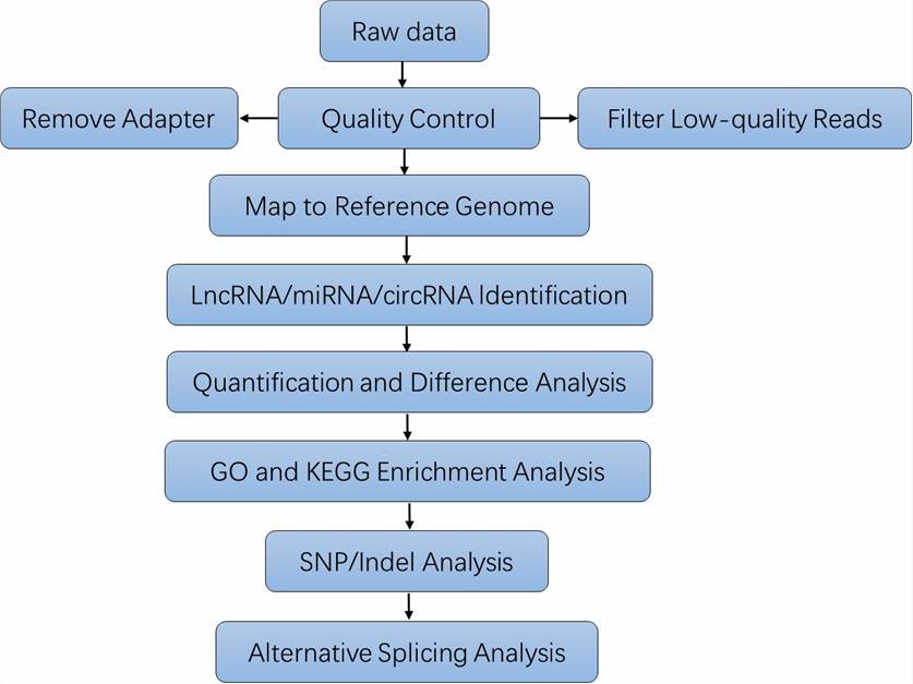 The Data Analysis Pipeline of Exosomal RNA Sequencing. 