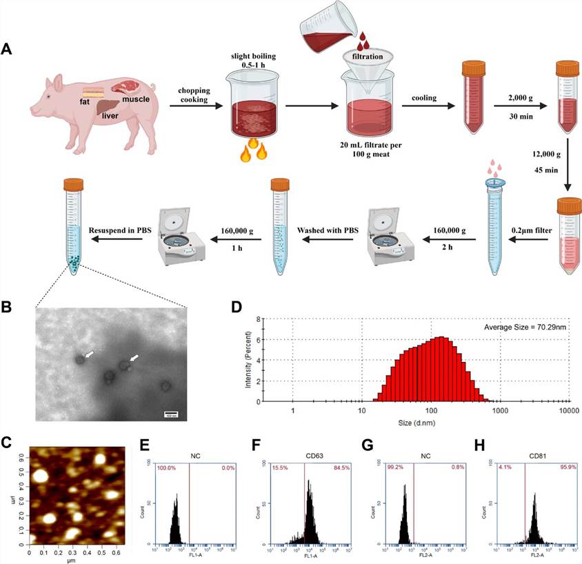 Fig 1. Isolation and characterization of exosomes from cooked meat. (Shen et al., 2023)