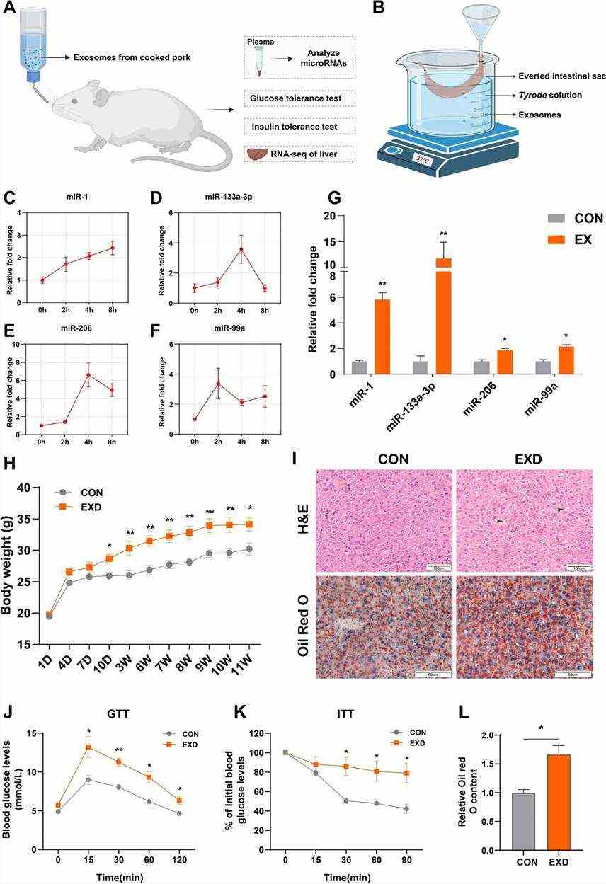 Fig 2. Administration of PME-supplemented drinking water to mice. (Shen et al., 2023)