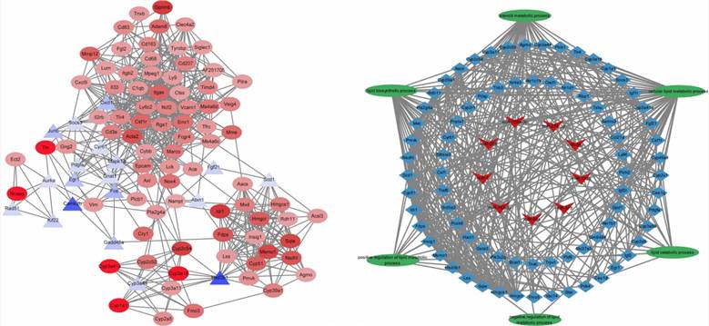Fig 4. Top 100 hub genes identified from the PPI network; regulatory network of miRNA–mRNA–lipid metabolism pathways. (Shen et al., 2023)