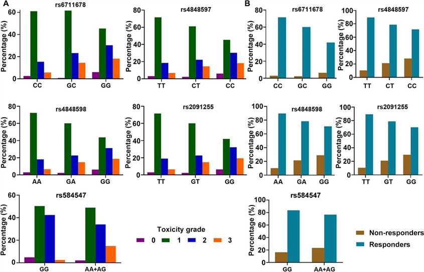 Fig 2. Distribution of patients by genotype for skin reaction toxicity (A) and radiotherapy response (B). (Wang et al., 2022)