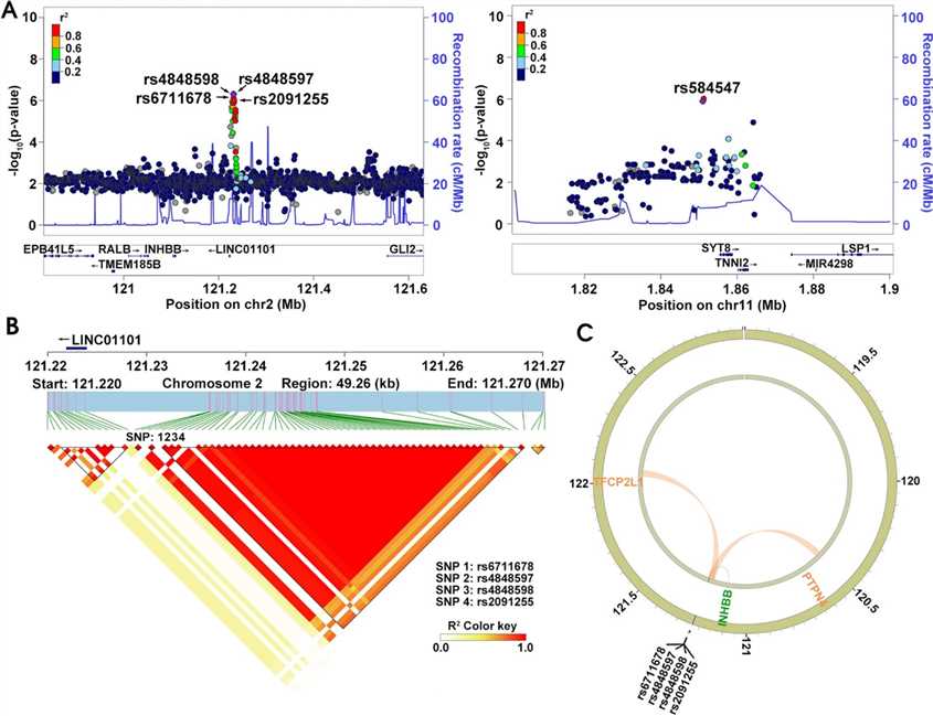 Fig 4. Gene mapping and linkage disequilibrium analysis for rs6711678, rs4848597, rs4848598, rs2091255, and rs584547. (Wang et al., 2022)