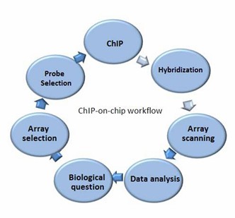 The Workflow of ChIP-on-chip Service.