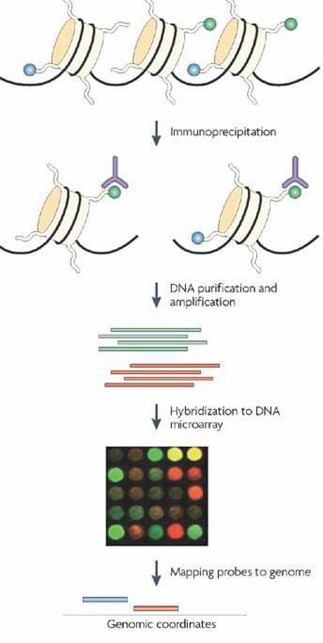 The Workflow of ChIP-on-chip Technique.