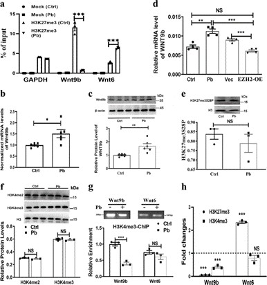 Fig. 2: H3K27me3 bivalently targets Wnt9b. (Gu et al., 2019)