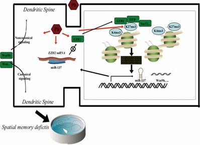 Fig. 3: Proposed model illustrating H3K27me3’s involvement in spatial memory deficits induced by Pb exposure. (Gu et al., 2019)