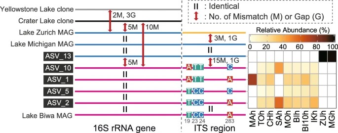 Figure 2. Schematic Representation of Discrepancies and Structural Variations in the 16S rRNA Gene and Internal Transcribed Spacer Sequences of the CL500-11 Lineage. (Okazaki et al., Microdiversity and phylogeographic diversification of bacterioplankton in pelagic freshwater systems revealed through long-read amplicon sequencing. 2021)