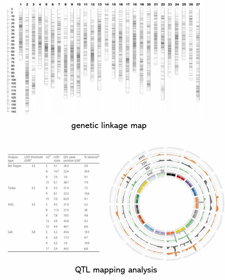 The Genetic Linkage Map Results Display Figure.