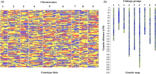 Fig 1. (a) Recombination bin map and (b) genetic map of 137 F2 individuals. (Luo et al., 2020)
