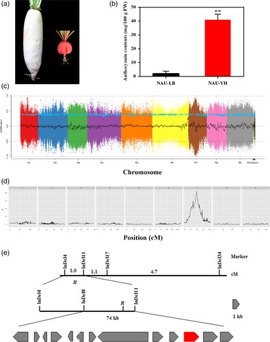 Fig 2. Map-based cloning of the red skin gene R. (Luo et al., 2020)