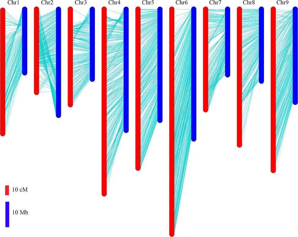 Fig 3. Comparison of the genetic map with the radish genome sequence. (Luo et al., 2020)
