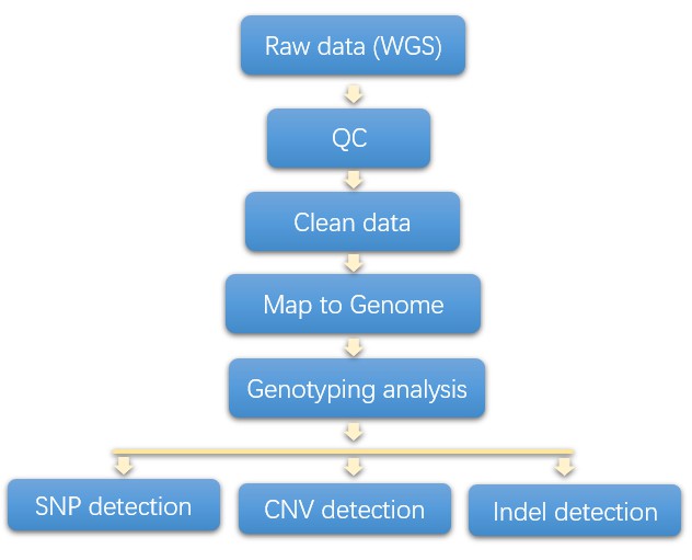 The Data Analysis Pipeline of Genotyping.