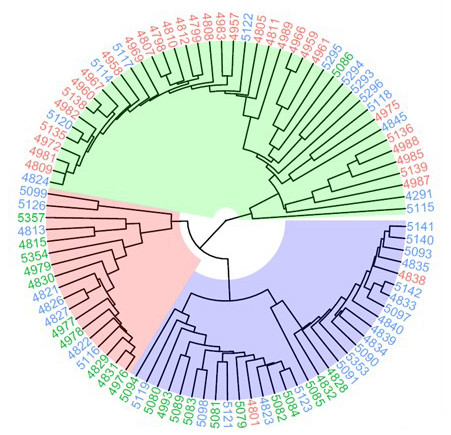Diagram demonstrating evolutionary relationships among various species or sample groups.