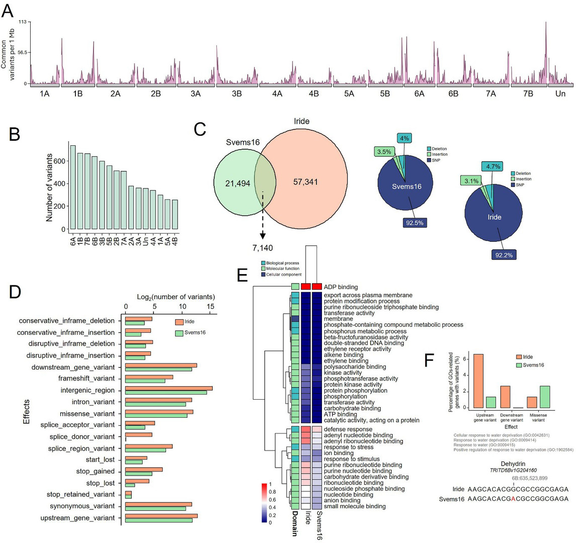 Figure 7 displays the spread of  genomic variants and GO enrichment that underline genes responsive to drought  conditions in Svems16.