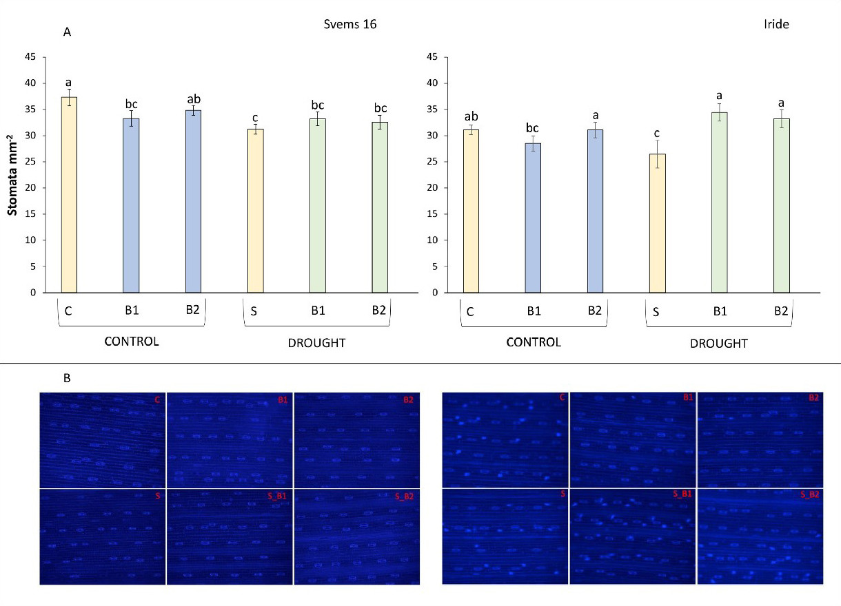 Figure 5 compares stomatal density  alterations observed when biostimulants and drought are applied.