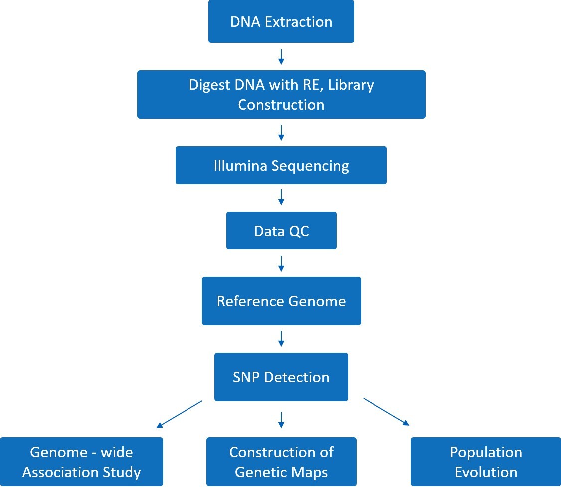 GBS Bioinformatics workflow