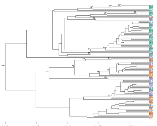 An overview of genetic distances between samples visualized as a tree.