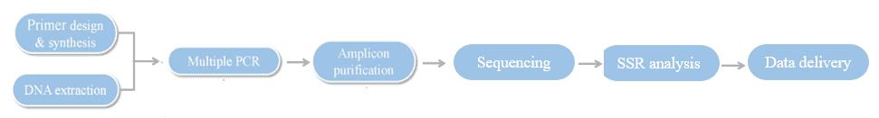 The Workflow of Hi-SSRseq.