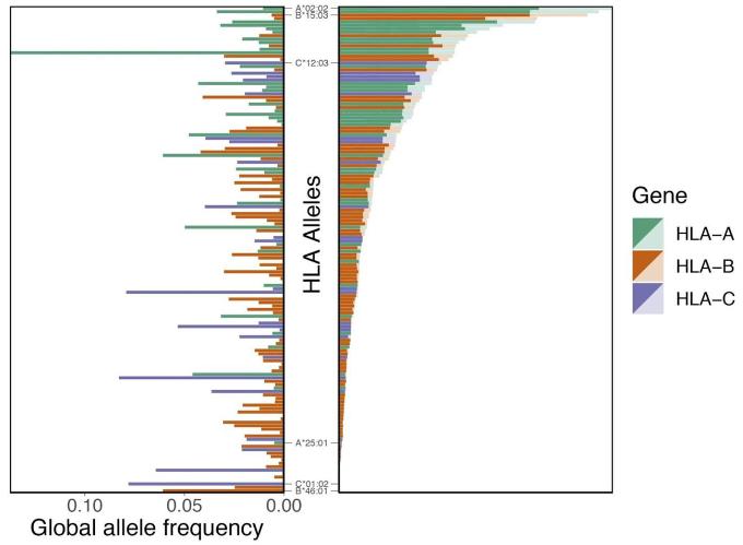 The distribution of HLA allelic presentations. (Nguyen A et al., Journal of Virology, 2020)