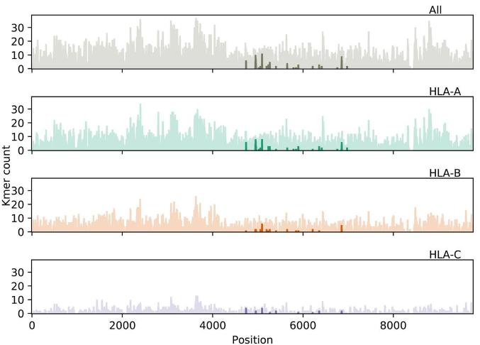The distribution of allelic presentations for all HLA alleles, including individual analyses for HLA-A, HLA-B, and HLA-C. (Nguyen A et al., Journal of Virology, 2020)