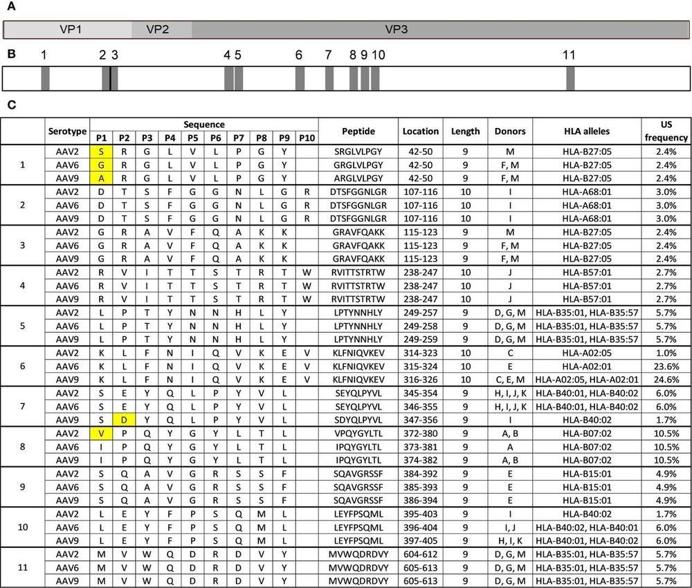 Eleven conserved HLA class I peptides shared by AAV2, AAV6, and AAV9