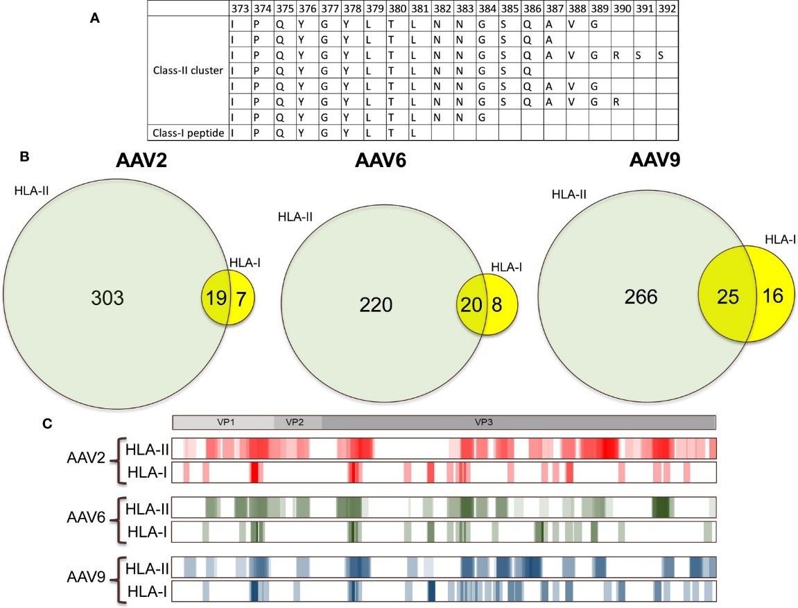 More than 60% of AAV-derived HLA class I peptides are located within HLA class II binding regions