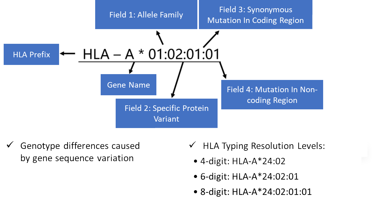 Example layout of HLA allele markers