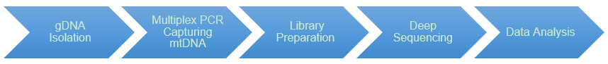 Workflow Diagram of Human Mitochondrial DNA (mtDNA) Sequencing.