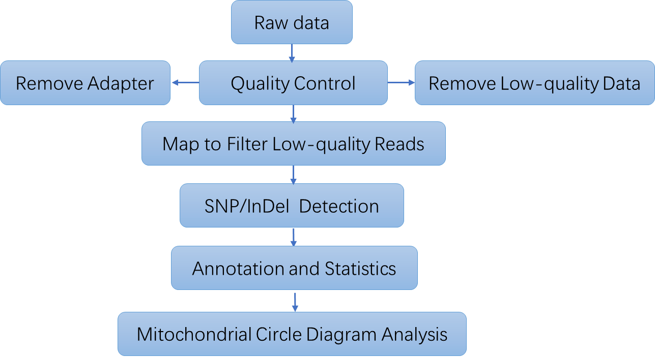 The Data Analysis Pipeline of Human Mitochondrial DNA (mtDNA) Sequencing.