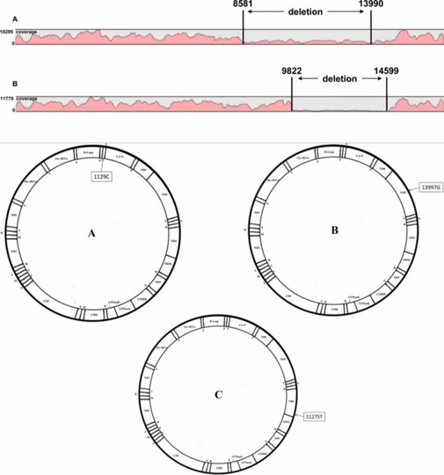 The Human Mitochondrial DNA (mtDNA) Sequencing Results Display Figure. 