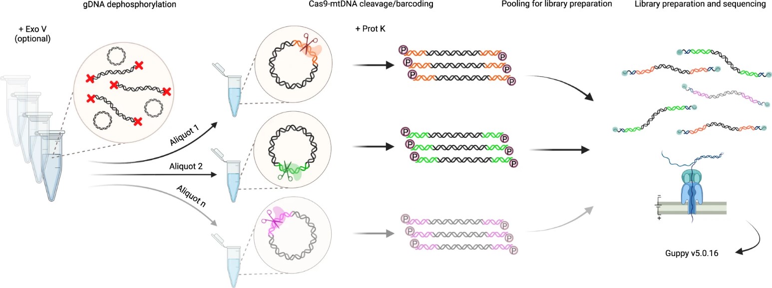 Figure 1. Strategy for Cas9-mediated mtDNA enrichment, barcoding, pooling, and demultiplexing for long-read sequencing. (Keraite et al., 2022)