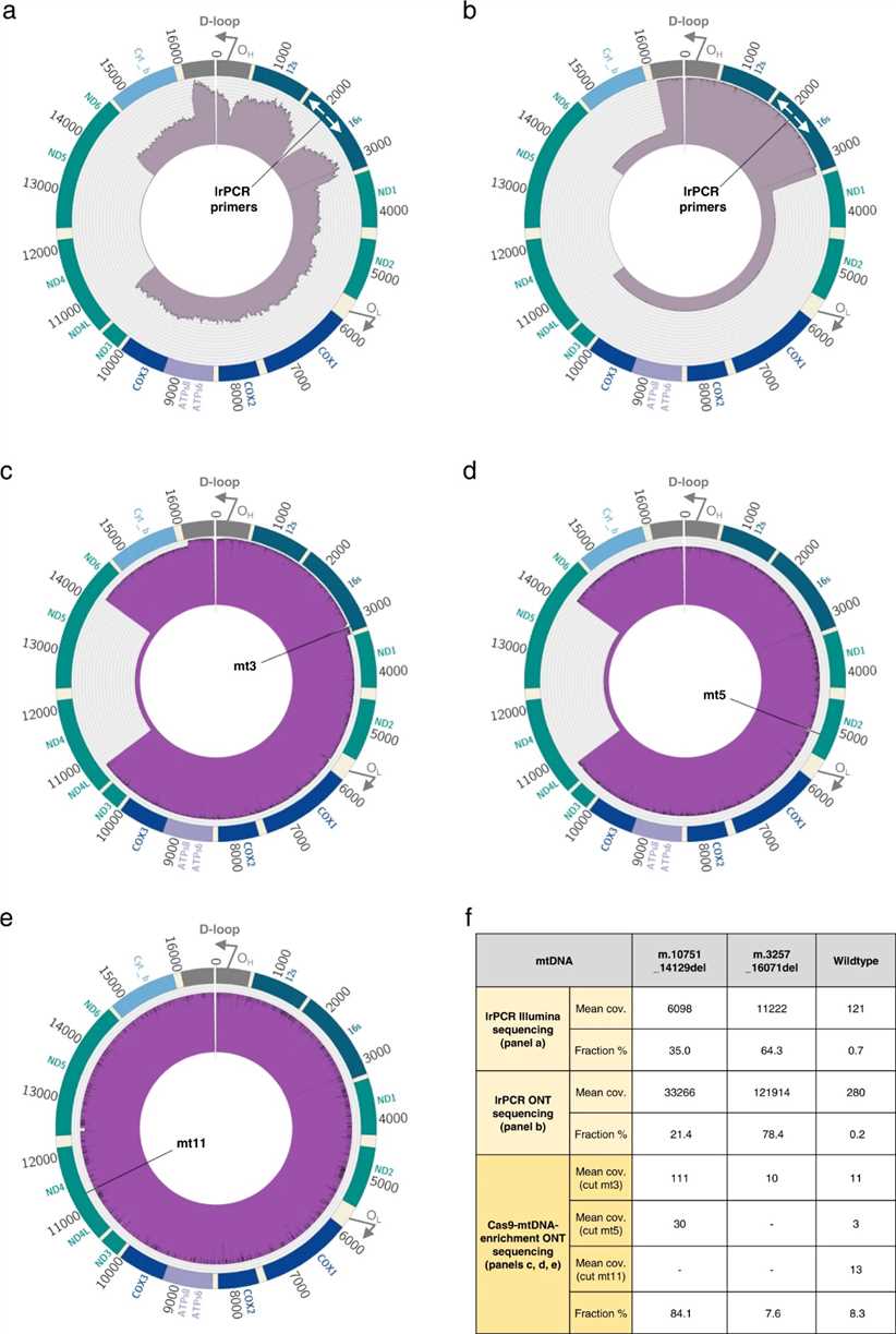 Figure 1. Numerous deletions observed in a clinical sample of mitochondrial DNA. (Keraite et al., 2022)