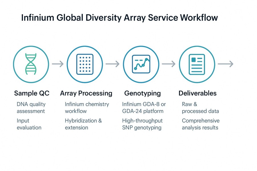 Infinium Global Diversity Array Service Workflow