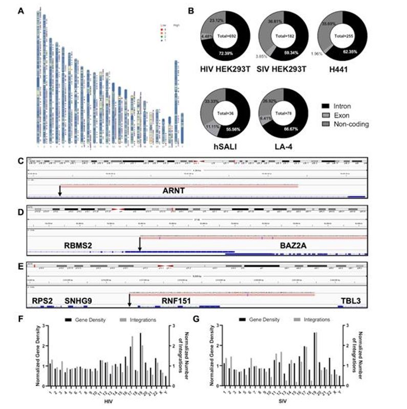 Figure 1. Analysis of the Positions of Identified Integration Sites. (van Haasteren J et al., 2021)