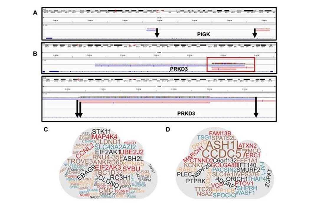 Figure 2. Detection of Multiple Integration Sites (MIS). (van Haasteren J et al., 2021)