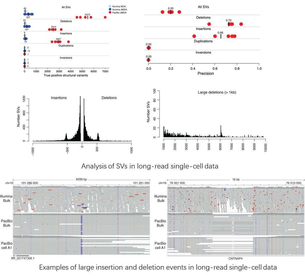 The Long-Read Sequencing Results Display Figure.