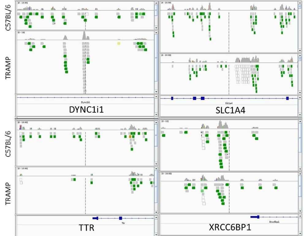 Figure 1. Visualization of aligned read distribution against the reference genome for four target genes (DYNC1I1, SLC1A4, XRCC6BP1, and TTR) using the Integrative Genomics Viewer. (Li et al., 2018)