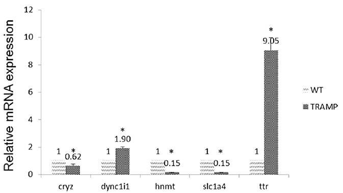 Figure 2. Comparison of miRNA expression levels for CRYZ, DYNC1I1, HNMT, SLC1A4, and TTR between wild-type and TRAMP mice prostate samples. (Li et al., 2018)