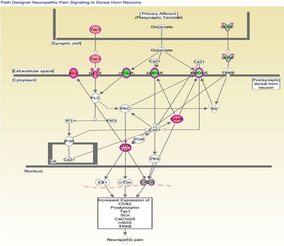 Figure 4. Genes associated with the canonical neuropathic pain signaling pathway as identified. (Li et al., 2018)