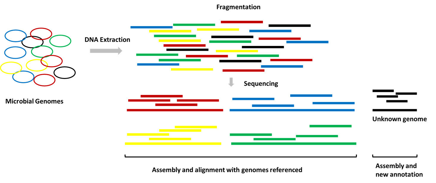 Workflow diagram of metagenomic sequencing.